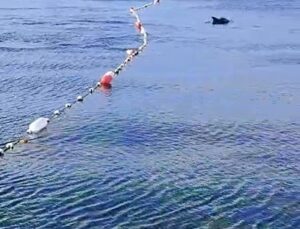 Caddebostan Sahilinde Yunuslarla Büyüleyici Yüzme Deneyimi