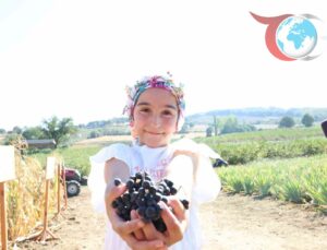 Çanakkale’de Aronya Hasadı Başladı: Hedef Türkiye’nin Lider Üreticisi Olmak