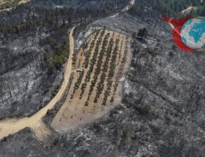 Çanakkale’deki Orman Yangını Kontrol Altına Alındı, Zeytinlik Mucizevi Şekilde Kurtuldu