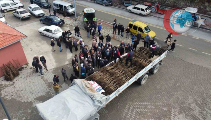 Ceviz Üretiminde Denizli’nin Zirve Yolu: 8 Yıllık Başarı Hikayesi