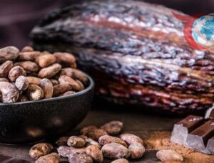 Çikolatanın Lezzet Sırrı: Fermantasyonun Rolü