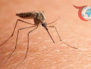Çin’de Chikungunya Virüsü Alarmı: Guangdong’da Binlerce Vaka
