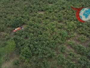Çocuklarda Yabancı Cisim Tehlikesi: Fındık Hasadı Döneminde Artış Gösteriyor