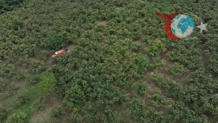 Çocuklarda Yabancı Cisim Tehlikesi: Fındık Hasadı Döneminde Artış Gösteriyor