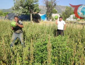 Denizli’de Karpuz Üreticisinin Yenilikçi Çözümü: Tarlada Bedava Karpuz!