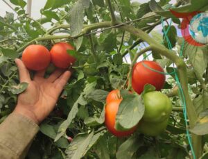 Dodurga Mahallesi’nde Seracılığın Başarı Hikayesi