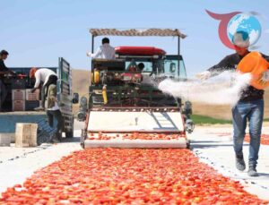 Elazığ’da Kurutulmuş Domates Üretimi Dünya Pazarlarına Açılıyor