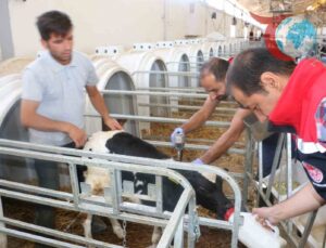 Erzincan’da Şap Aşılaması Hız Kesmeden Devam Ediyor