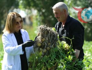 Erzurum’da Yerli Patates Tohumları Üretimi: Tarımı Güçlendiren Çalışmalar