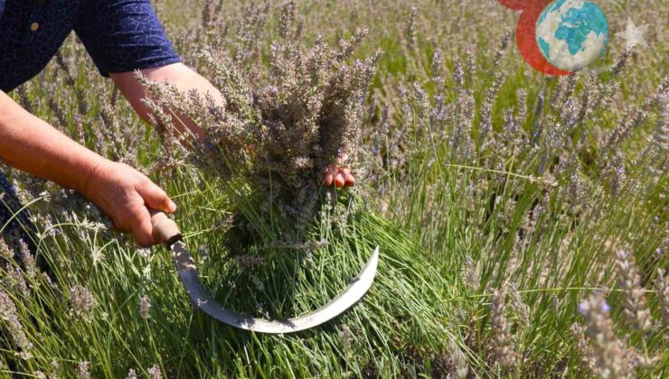 Eskişehir’de Lavanta Bahçesi: Ücretsiz Hasat ve Fotoğraf Deneyimi