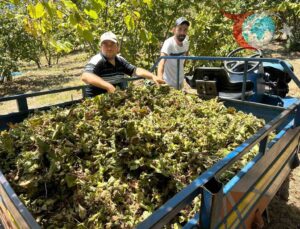 Fındık Hasadı Ücretlerinde Şok Artış: Üreticiler Zor Durumda