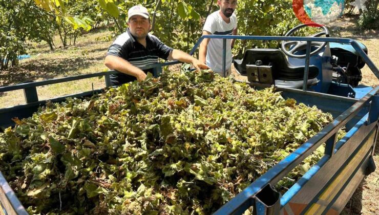 Fındık Hasadı Ücretlerinde Şok Artış: Üreticiler Zor Durumda