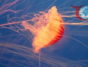 Fransa’da Denizanası Sürüsü Nükleer Santrali Felce Uğrattı