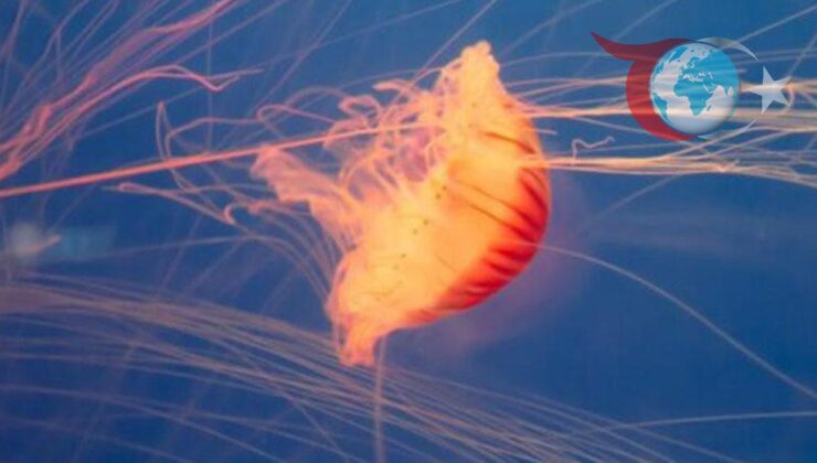 Fransa’da Denizanası Sürüsü Nükleer Santrali Felce Uğrattı