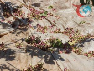 Gaziantep’te Antep Fıstığı Hasadı Başladı: Çiftçiler Fiyatlardan Memnun