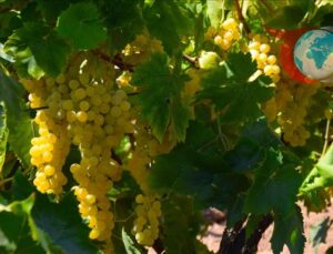 Gediz Nehri Havzası’nda Üzüm Kurutma Zamanı