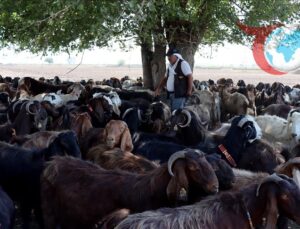Hataylı Çiftçinin Hayvancılıkla Yeniden Doğuş Hikayesi