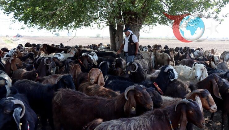 Hataylı Çiftçinin Hayvancılıkla Yeniden Doğuş Hikayesi