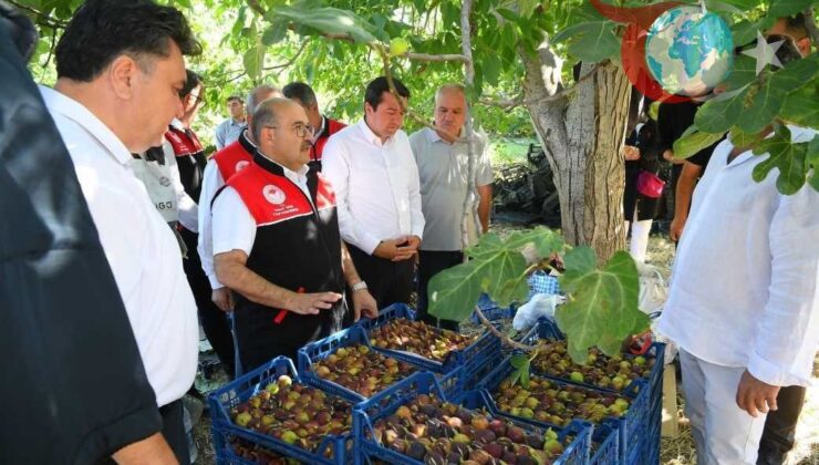 Havran Siyah İnciri Hasadı Başladı: Bereketli Bir Sezon Kapıda