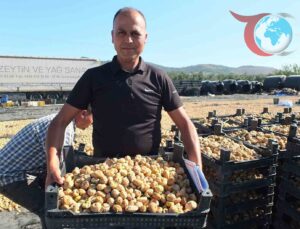 Havran’da İncir Hasadı: Rekolte ve Kalitede Rekor Yılı