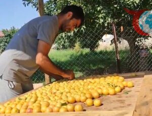 Iğdır’ın Geleneksel Meyve Kurutma Yöntemleriyle Kışa Hazırlığı