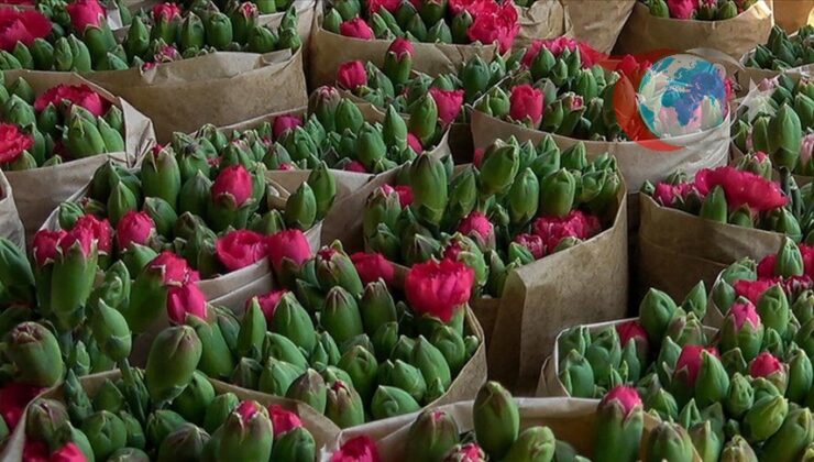 Isparta’nın Gül Diyarı Karanfile de Ev Sahipliği Yapıyor