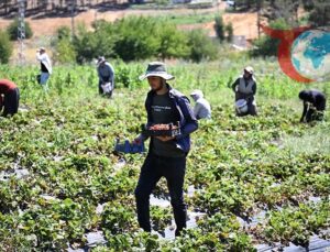 Kahramanmaraş’ta Çilek Üretimi Kırsal Kalkınmayı Hızlandırıyor