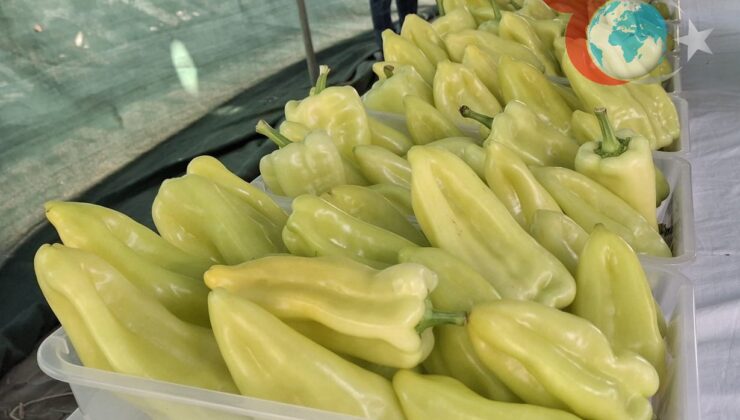 Kale İlçesi’nde Biber Şöleni: 29. Kaledavaz Biber Festivali Coşkuyla Başladı