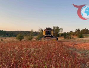 Kastamonu’da Glütensiz Besin Kaynağı: Karabuğday Hasadı Başladı