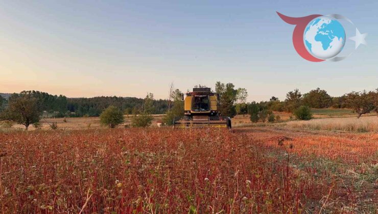 Kastamonu’da Glütensiz Besin Kaynağı: Karabuğday Hasadı Başladı