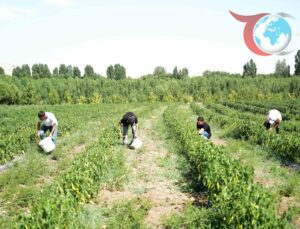 Kavurucu Yaz Sıcaklarında, Muş’ta Kurutmalık Sebze Bereketi
