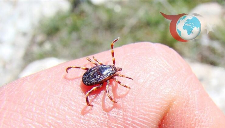 Keneler Üzerindeki Araştırmalar Hastalık Mücadelesine Işık Tutuyor