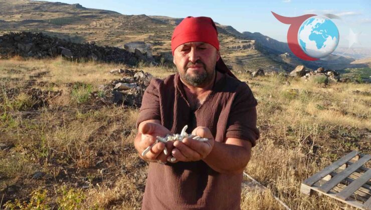 Kenger Sakızının Fiyatı Altını Zorluyor: Malatya’nın Doğal Mucizesi