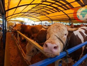 Kırgızistan’da Hayvan İhracatına Geçici Yasak: Et Fiyatları Kontrol Altına Alınıyor