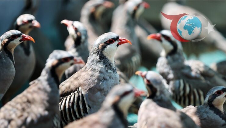 Konya’da Üretilen Keklikler Ekosistemi Canlandırıyor