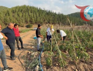 Kozan’da Köylüler Atıl Arazileri Domates Üretim Merkezine Dönüştürdü