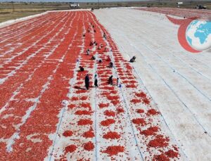 Kuraklık Şanlıurfa’da Domates Üretimini Düşürdü