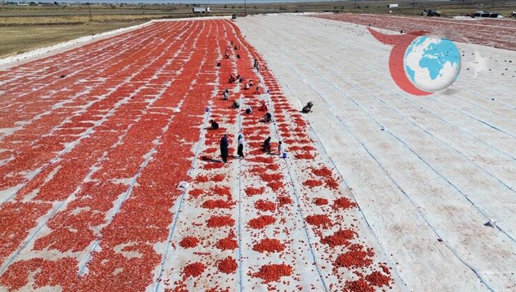 Kuraklık Şanlıurfa’da Domates Üretimini Düşürdü