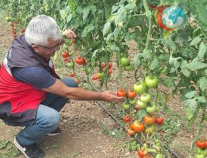 Kütahya’nın Gururu: Simav Eynal Domatesleri Denetimden Geçti