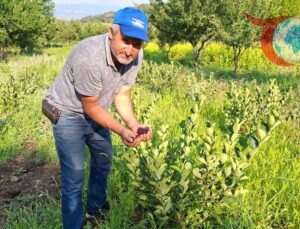 Kütahya’nın Hisarcık İlçesinde Aronya Yetiştiriciliği Başarıyla Meyve Verdi