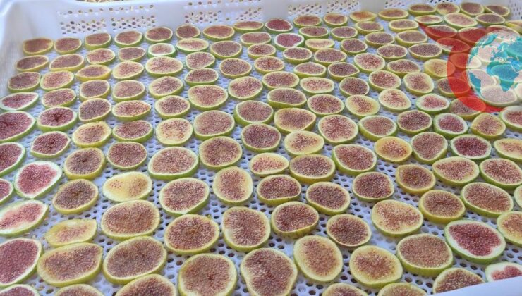 Manisa’nın Sarıgöl İlçesinde İncir Cipsi Rüzgarı