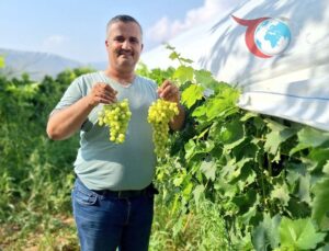 Manisa’nın Sarıgöl İlçesinde Üzüm Hasadı ve Sosyal Medyanın Etkisi