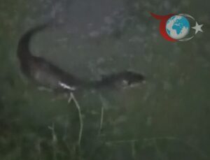 Nadir Görülen Su Samuru Hayrabolu’da Görüntülendi!