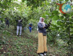 Ordu’da Fındık Hasadı Projesi İstihdama Katkı Sağlıyor