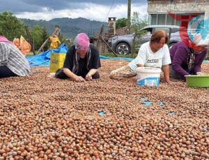 Ordu’da Fındık Üreticilerinin Zor Yılı: Fiyatlar Yetersiz, Rekolte Düşük
