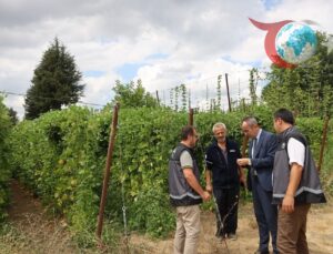 Pazaryeri’nin Ünlü Boncuk Fasulyesi Hasat Zamanında!