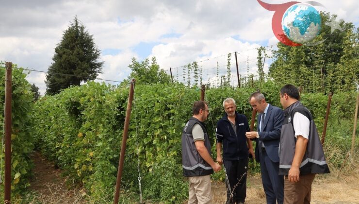 Pazaryeri’nin Ünlü Boncuk Fasulyesi Hasat Zamanında!