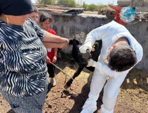 Şırnak’ta Şap Hastalığına Karşı Kapsamlı Aşılama Seferberliği Başladı