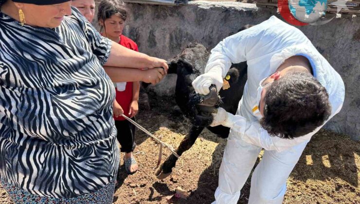 Şırnak’ta Şap Hastalığına Karşı Kapsamlı Aşılama Seferberliği Başladı