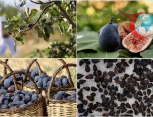 Siyah Orak İncirinin Olağanüstü Potansiyeli Keşfedildi